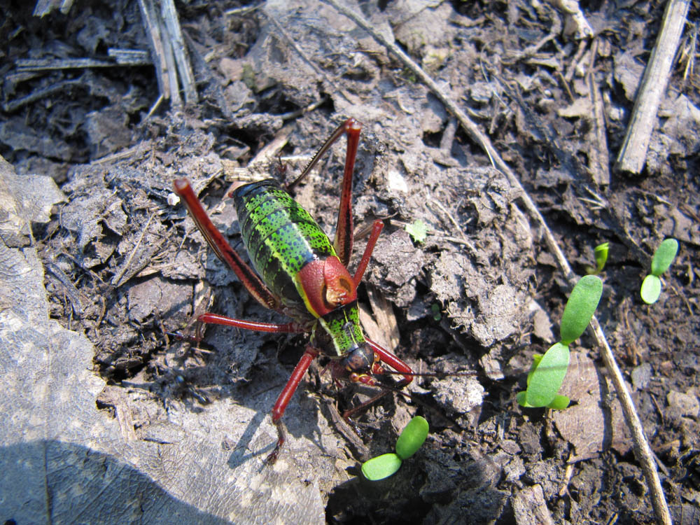 Colli Euganei: Invasione di Cavallette: Pholidoptera aptera